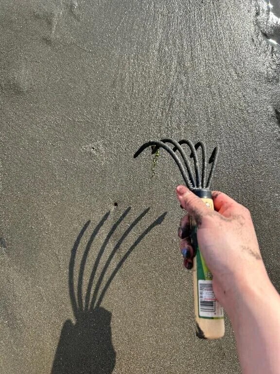 さぁいざ🧂🐚