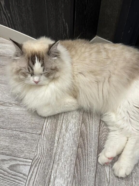 体調不良🙇‍♀️💦