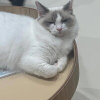 ゆら