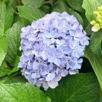 さらさ