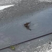 ちゅんちゅん🐤