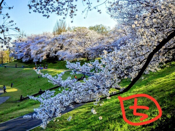 桜の季節だけど桜見に行くのめんどくさいなあと思っている私なんであります。