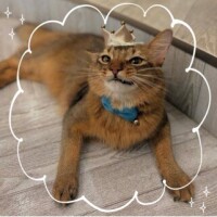 ヒノキもあるのかな？
