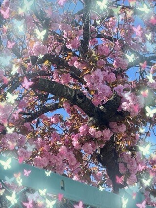好きな桜！