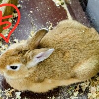 ちえり