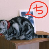 ちえり