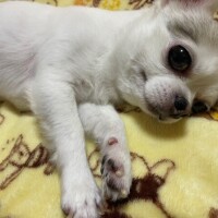 らん