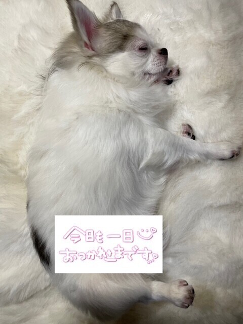 こんばんは🌙* :ﾟ