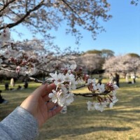 お花🌸