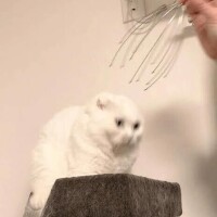 りりむ