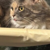 退勤にゃんにゃ🐱