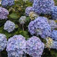 はる