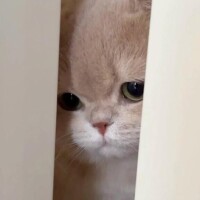 やほやほ！