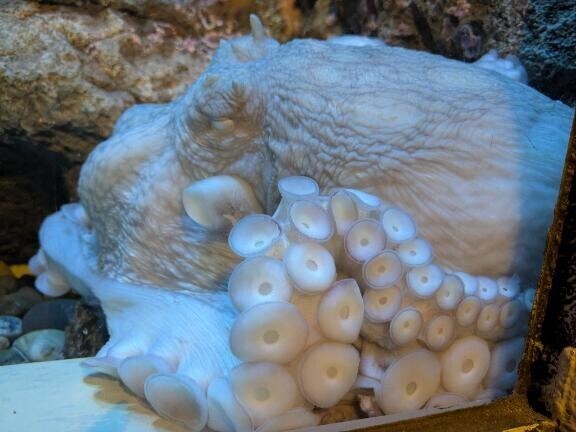 登校めっちゃ緊張してます?