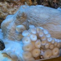 登校めっちゃ緊張してます?