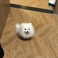 かりん