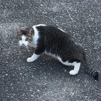 かほ