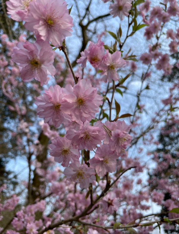 🌸