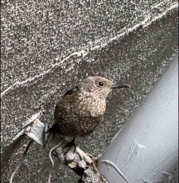 🐦