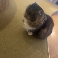 まみ