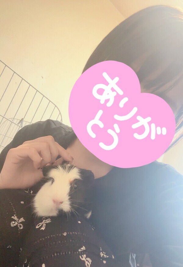 モルモットと私