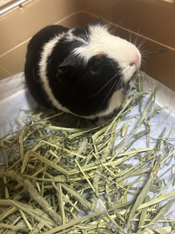 おやすみします。