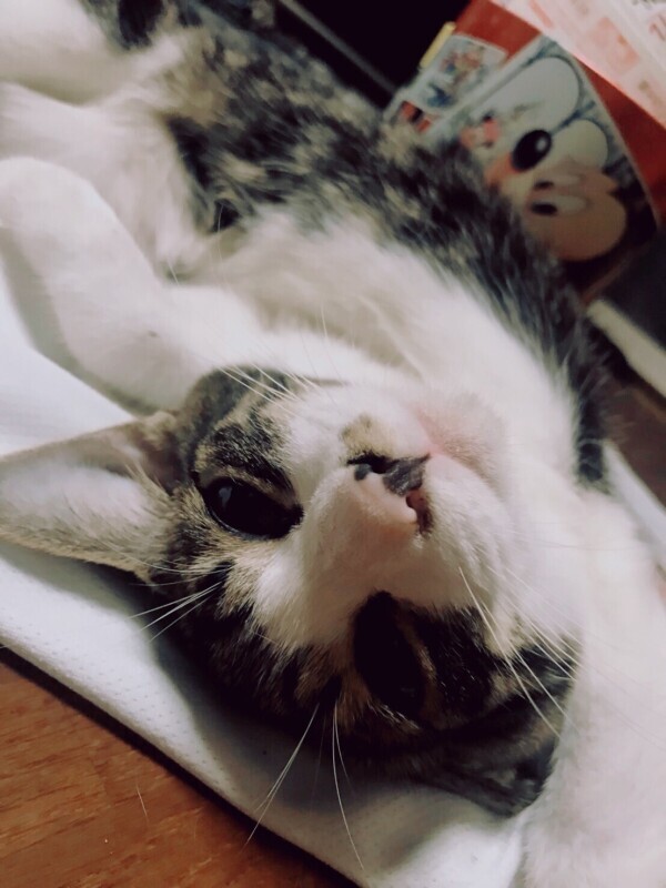 ともだちのにゃんこ