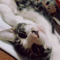 なこ