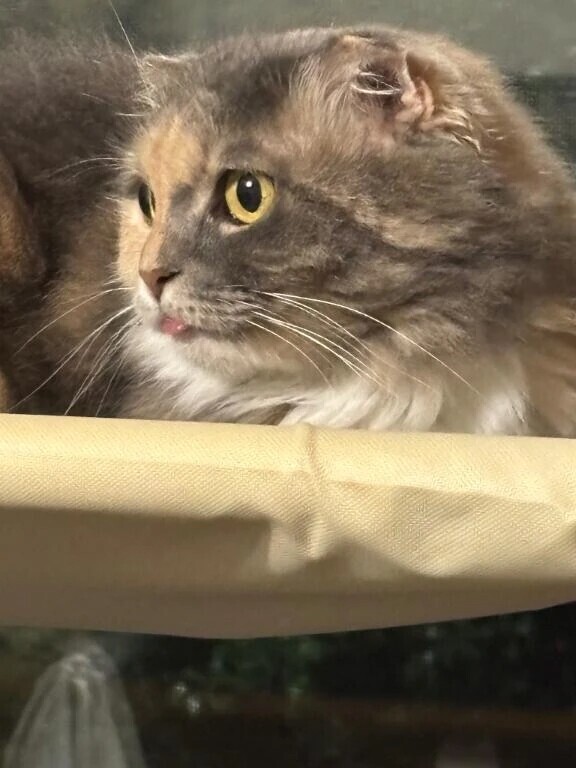 退勤にゃんにゃ🐱