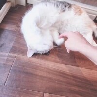 まどか