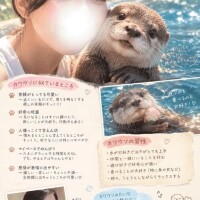 まどか