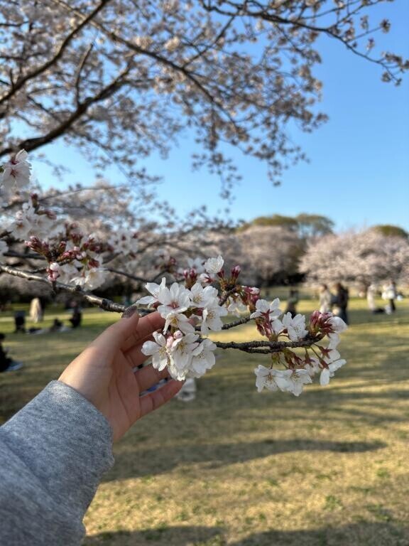 お花🌸
