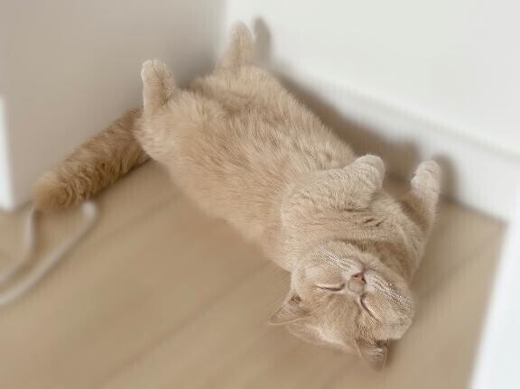 🩷猫っぽい？🩷