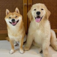 かずは