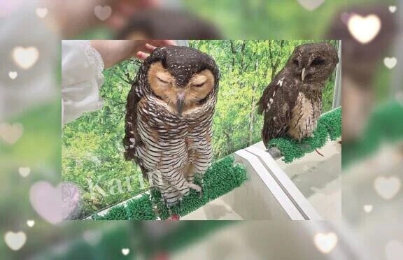 待機になりました♡