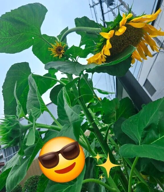 夏！また会おーっ