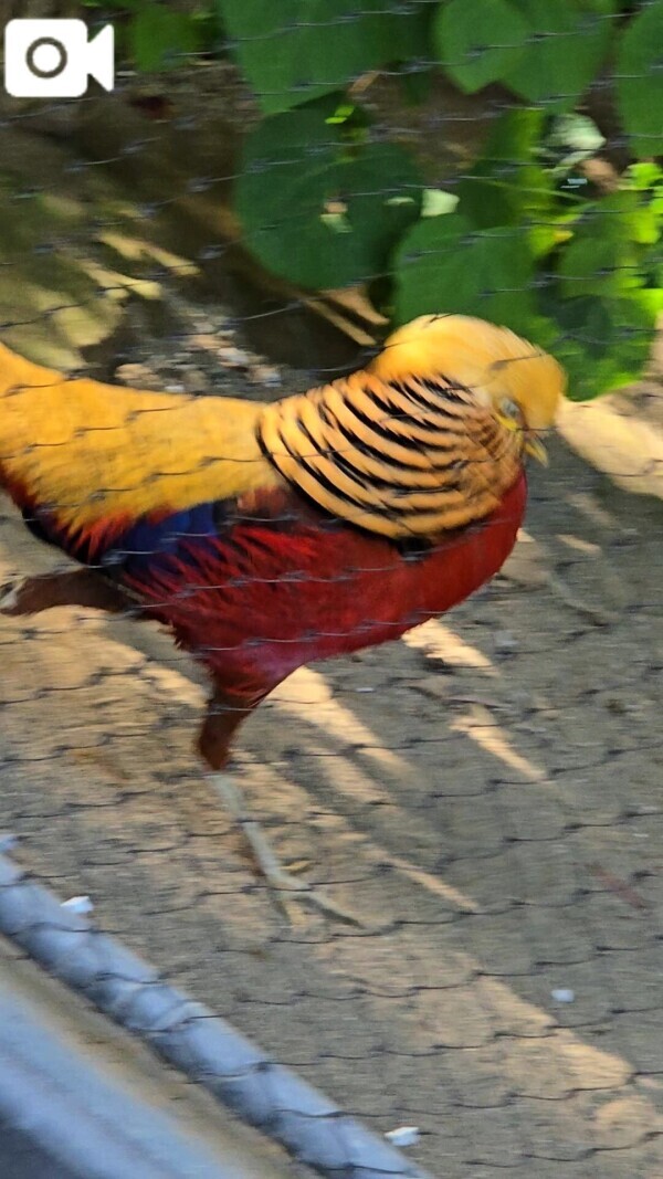 派手すぎる鳥キンケイ🐦‍🔥