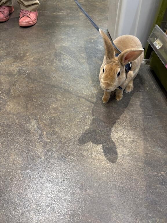 ペットショップ