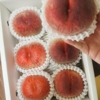 ７月のＳMのぶくん