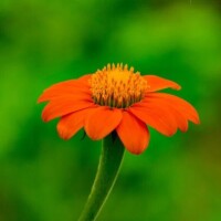 こんにちは、母さん