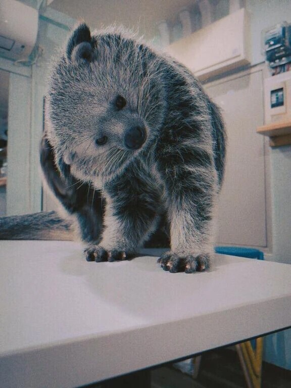 こんな可愛いイキモノが？！