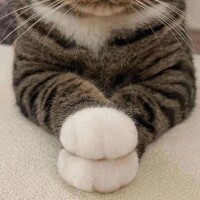 ありがとうございました