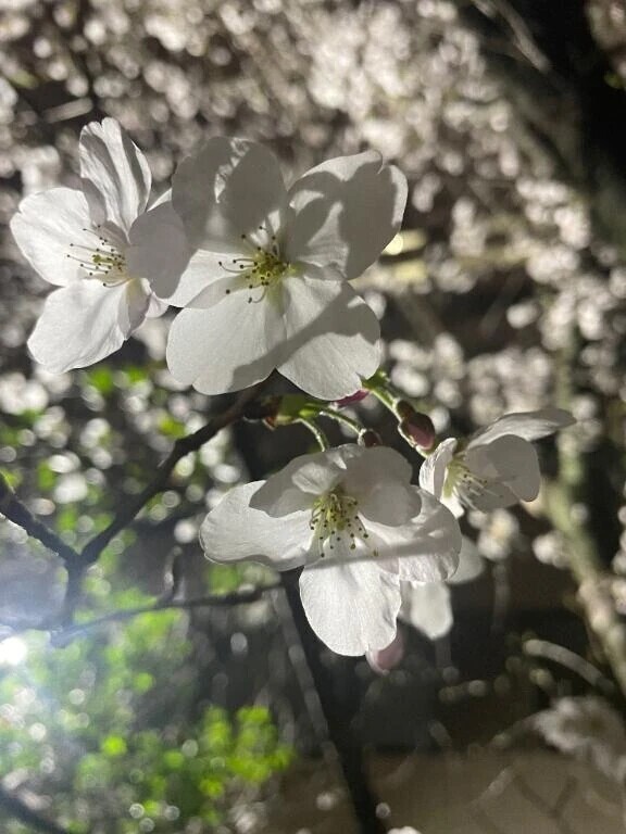 やりたいことNo.46