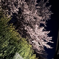 ラスト1枠空いてます🌸