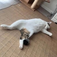 月緒