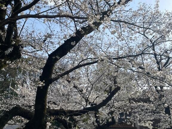 ちなみに花粉の薬使い切りました