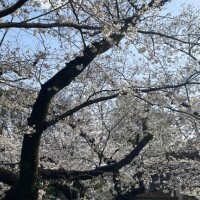 ちなみに花粉の薬使い切りました