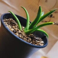 紗莉