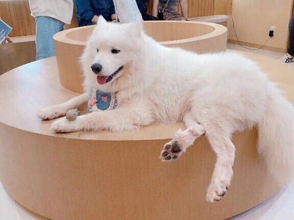 🐶わんわんわんわん🐶