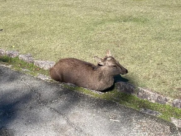 🦌すっきりしとる🦌